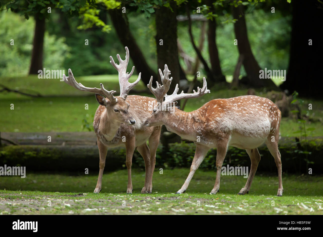 Persian fallow deer (Dama dama mesopotamica). Stock Photo