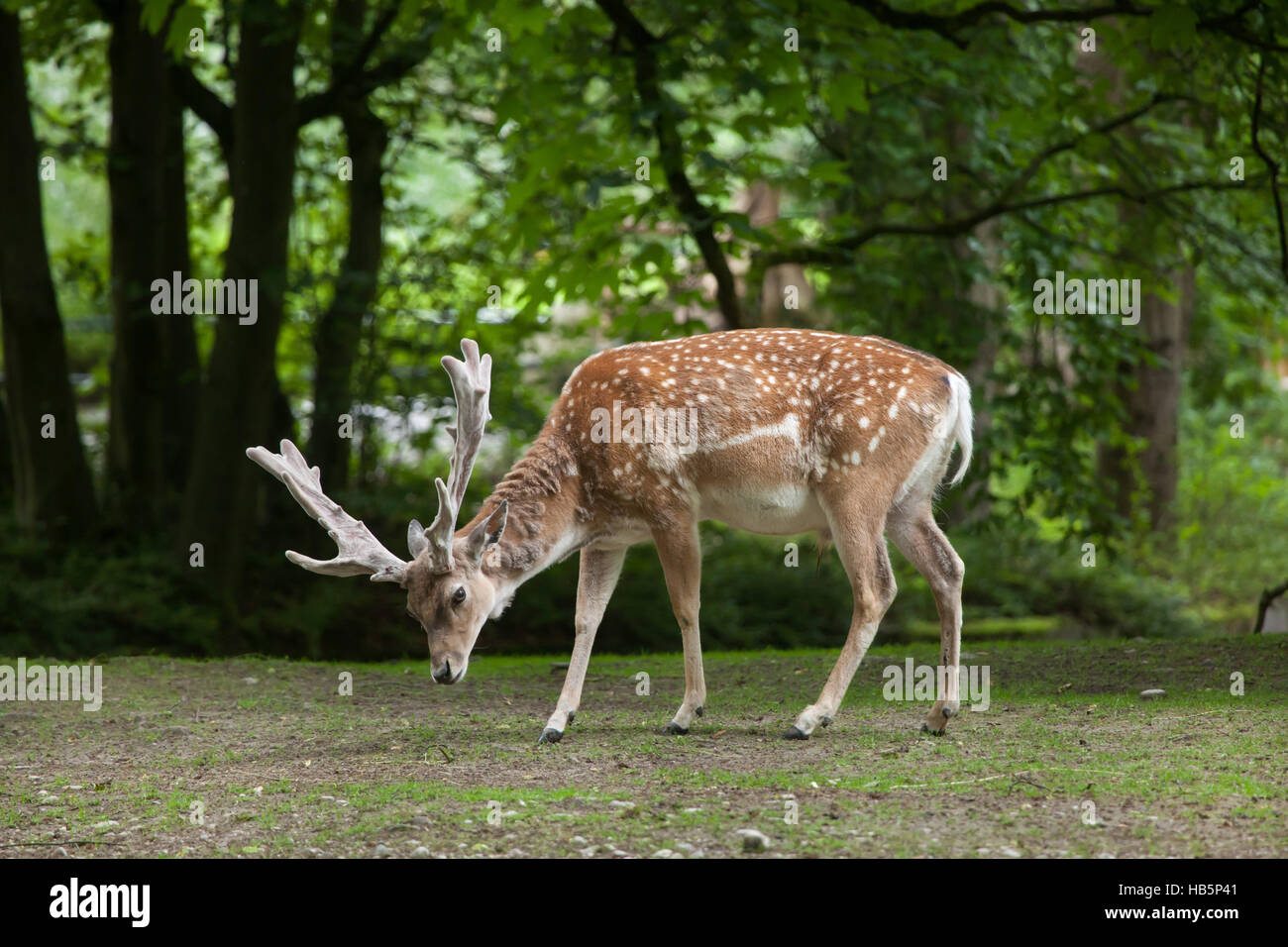 Persian fallow deer (Dama dama mesopotamica). Stock Photo