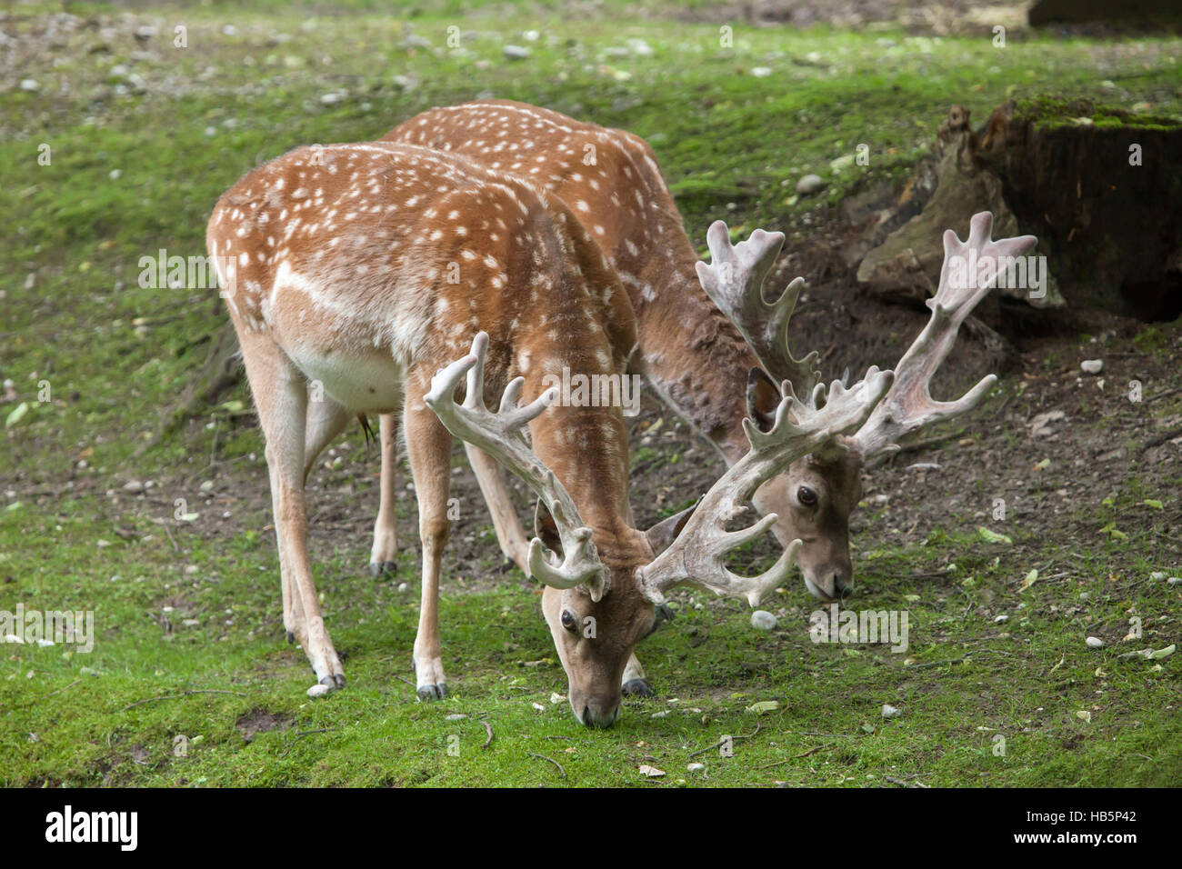 Persian fallow deer (Dama dama mesopotamica). Stock Photo
