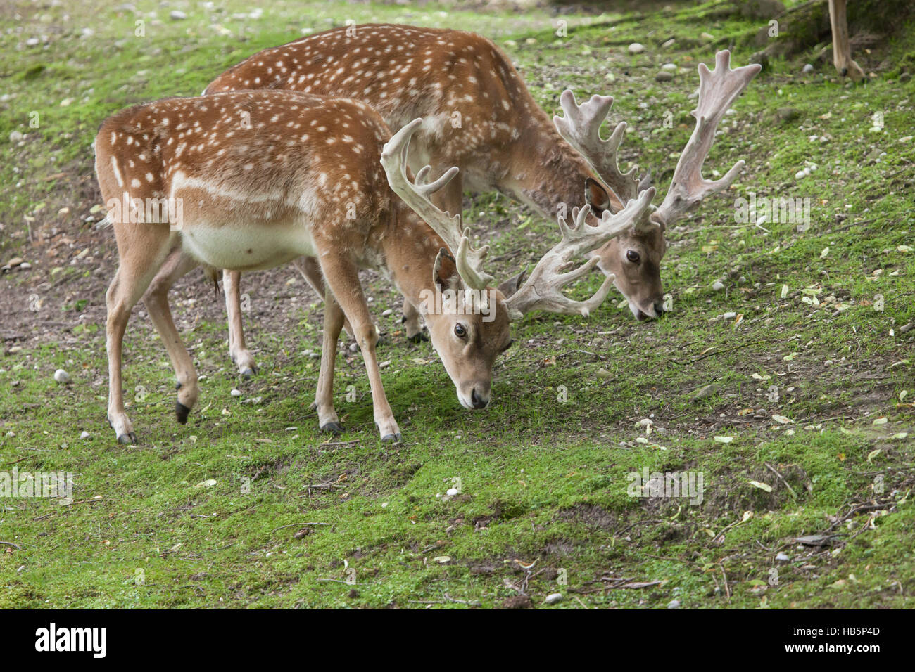 Persian fallow deer (Dama dama mesopotamica). Stock Photo