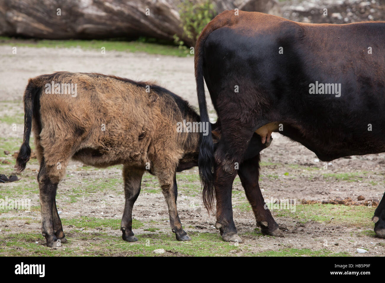 Heck cattle (Bos primigenius taurus), claimed to resemble the extinct aurochs. Bull calf sucking its mother at Hellabrunn Zoo in Munich, Bavaria, Germ Stock Photo