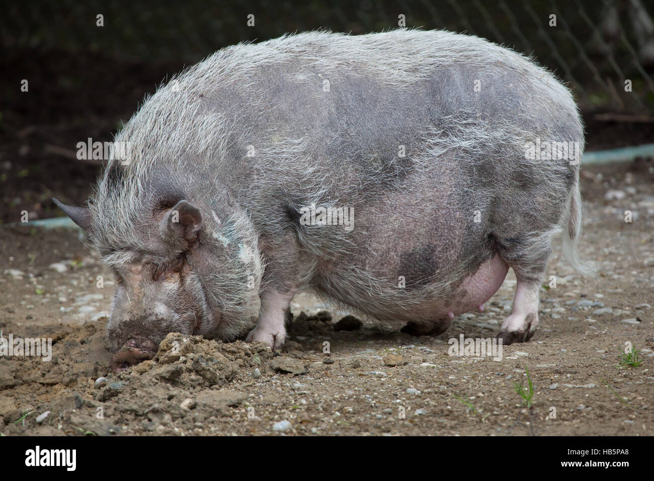 Pot-bellied pig (Sus scrofa f. domesticus). Domestic animal. Stock Photo
