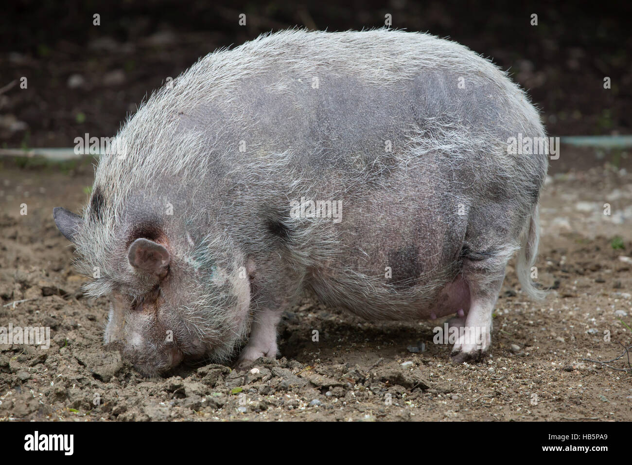 Pot-bellied pig (Sus scrofa domesticus). Domestic animal. Stock Photo