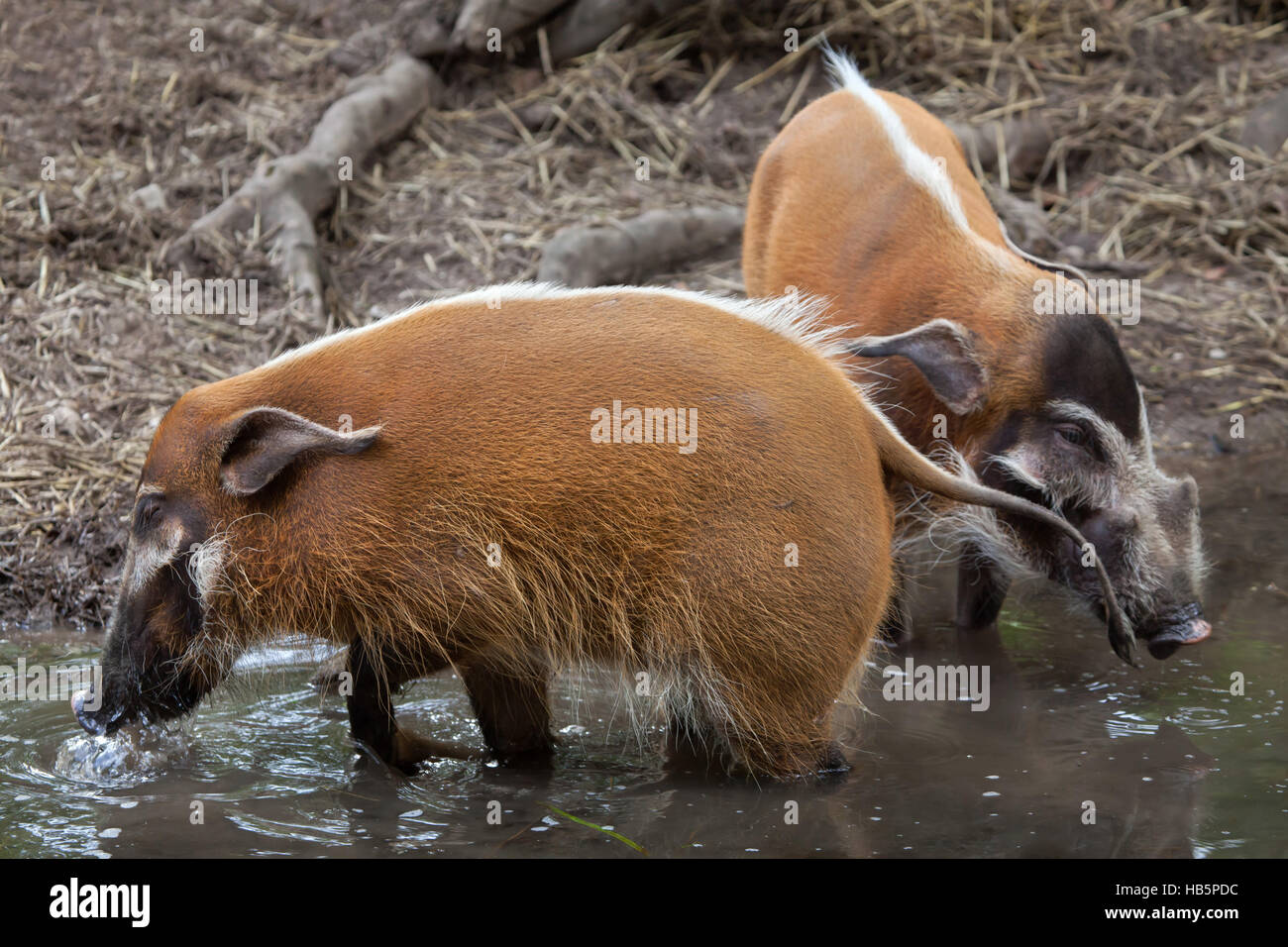475 Water Hog Stock Photos, High-Res Pictures, and Images - Getty Images
