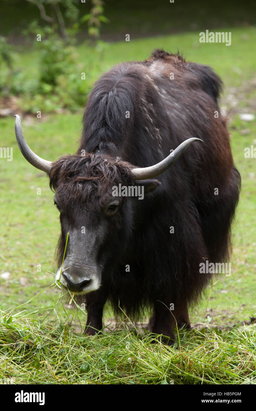Domestic yak (Bos grunniens). Domestic animal. Stock Photo