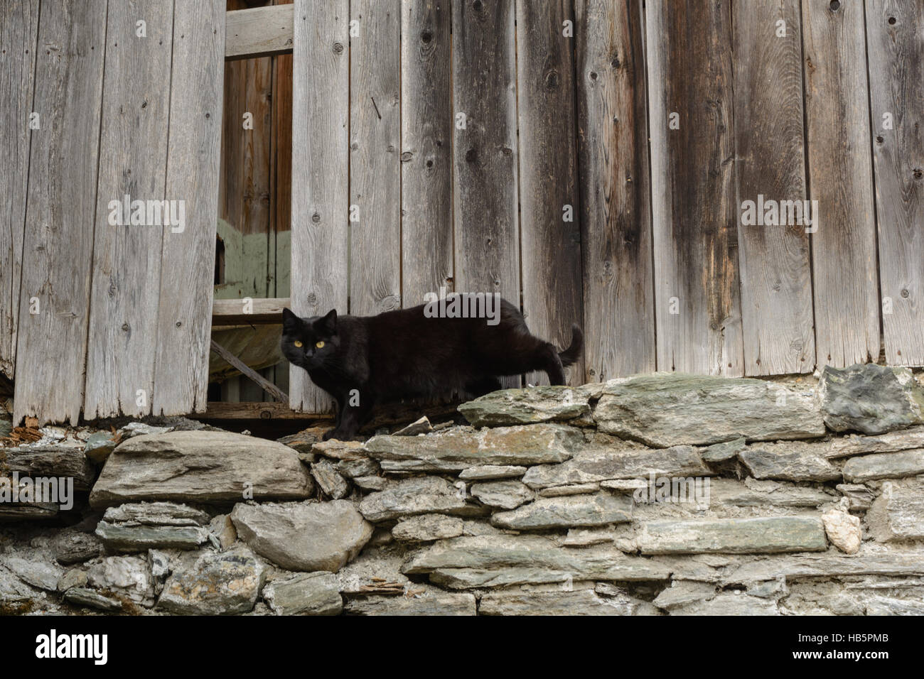 black cat lurking in the old woodshed Stock Photo