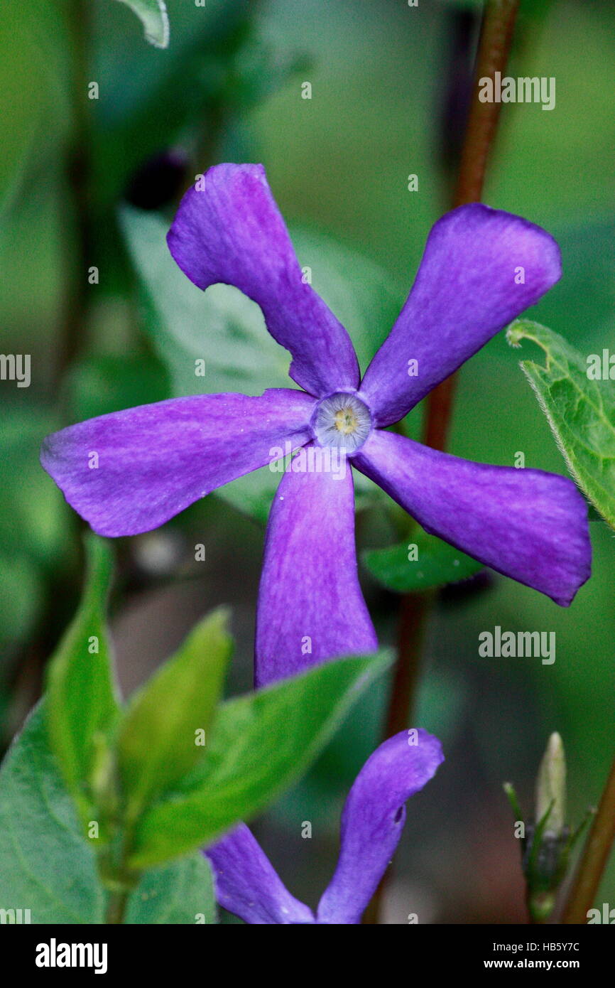 Five Petal Flower Stock Photos & Five Petal Flower Stock Images Alamy