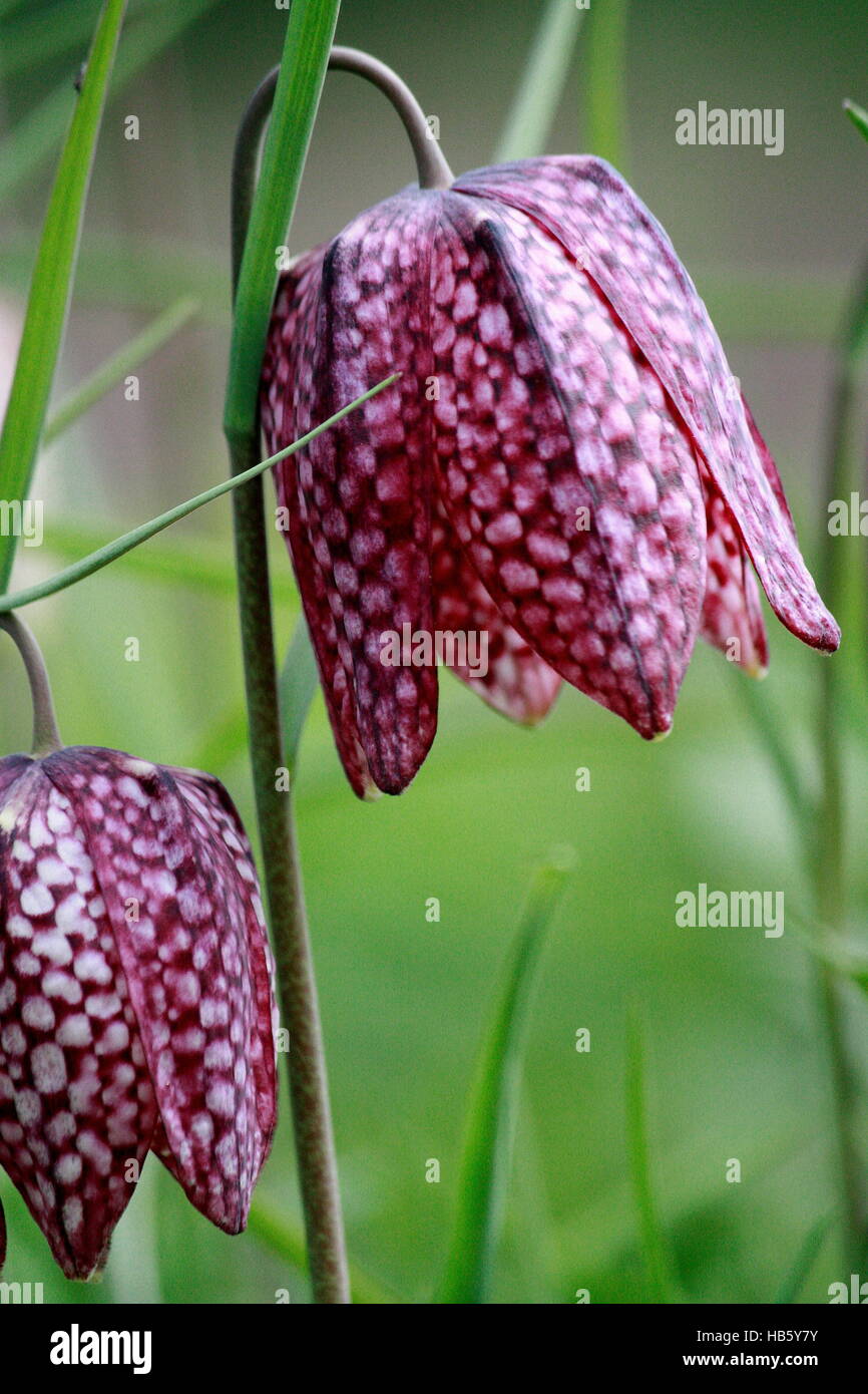 Calyx the checkered lily Stock Photo