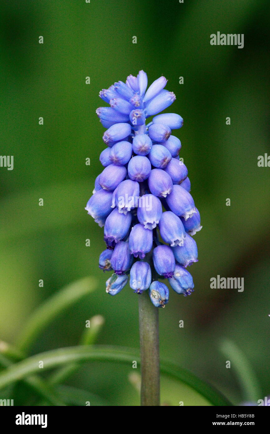 blue flower spike of Grape Stock Photo