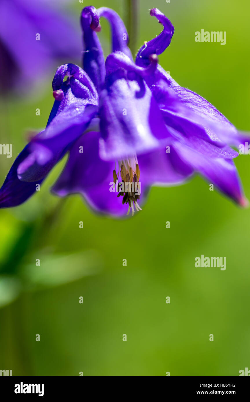 Violett aquilegia flower Stock Photo