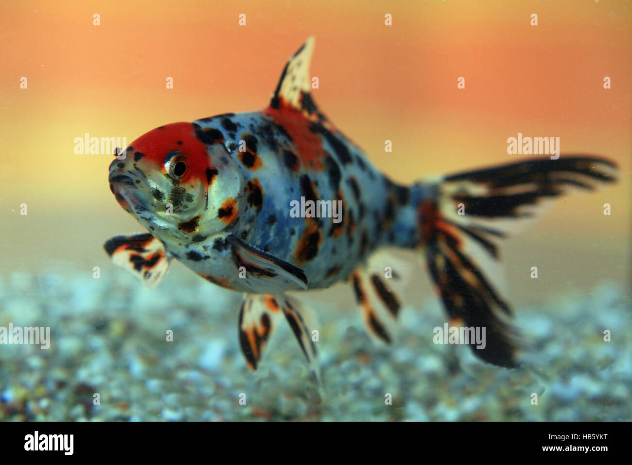 Shubunkin goldfish Stock Photo