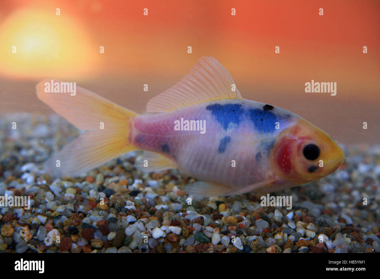 Shubunkin goldfish Stock Photo