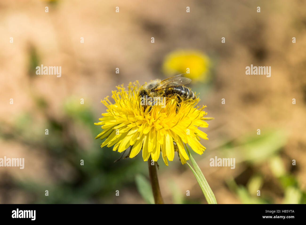 Worker bee on the yelow flower Stock Photo