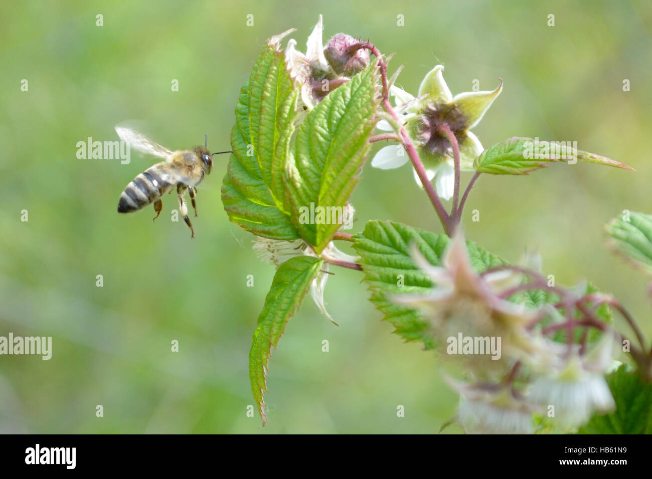 Honeybee flying to reach flower Stock Photo