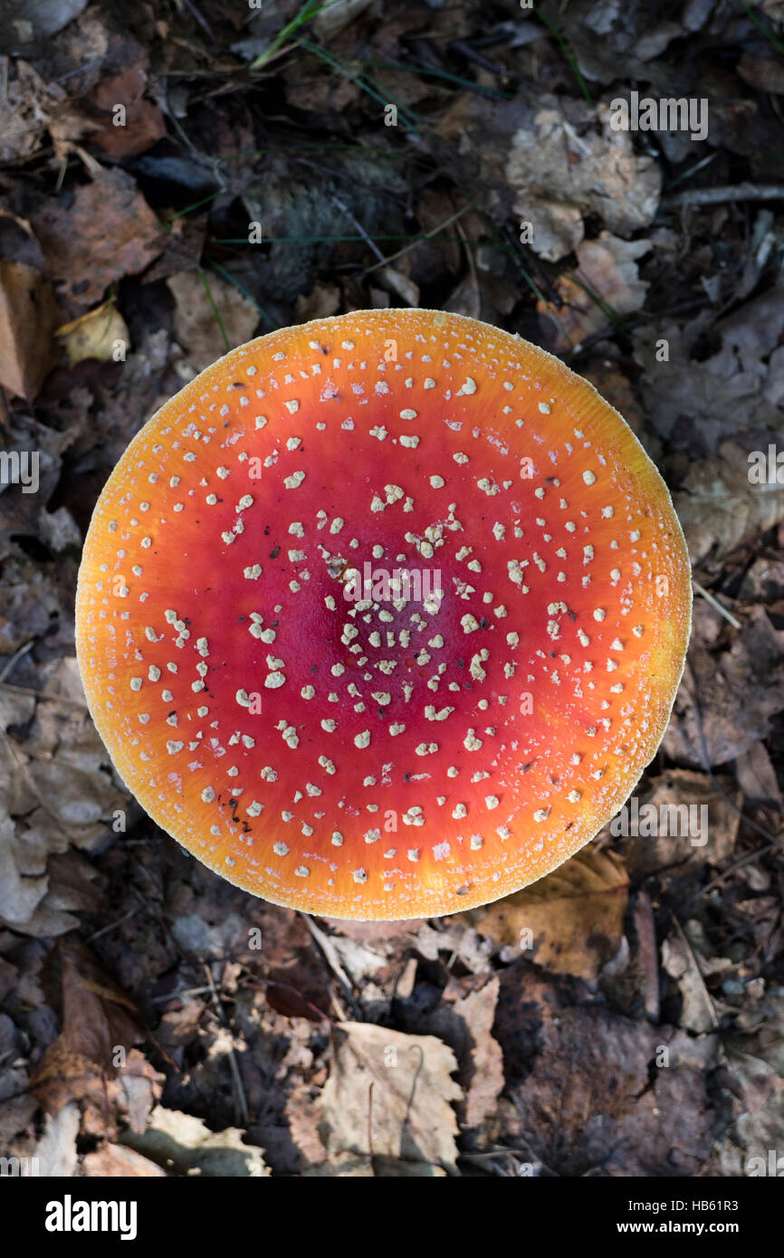 Amanita muscaria fly agaric fly amanita mushroom psychoactive gills fungus poisonous red and white spotted amanita autumn fairyt Stock Photo