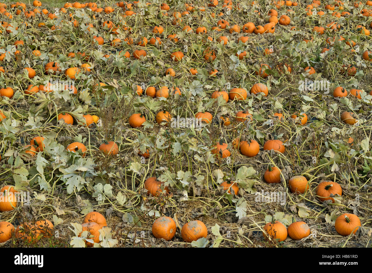 Field with orange pumpkins Stock Photo