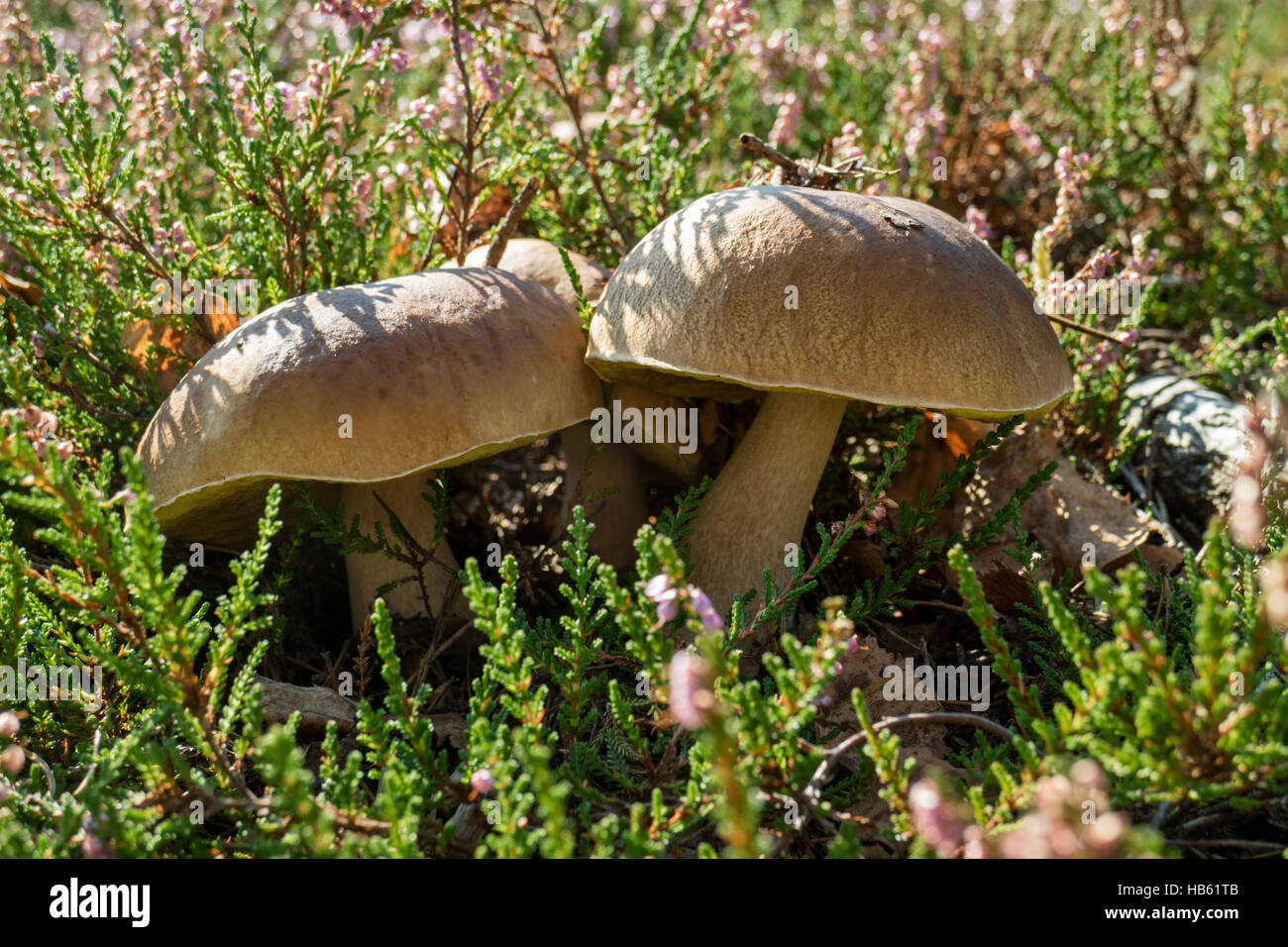 Edible porcini mushrooms in the forest Stock Photo Alamy