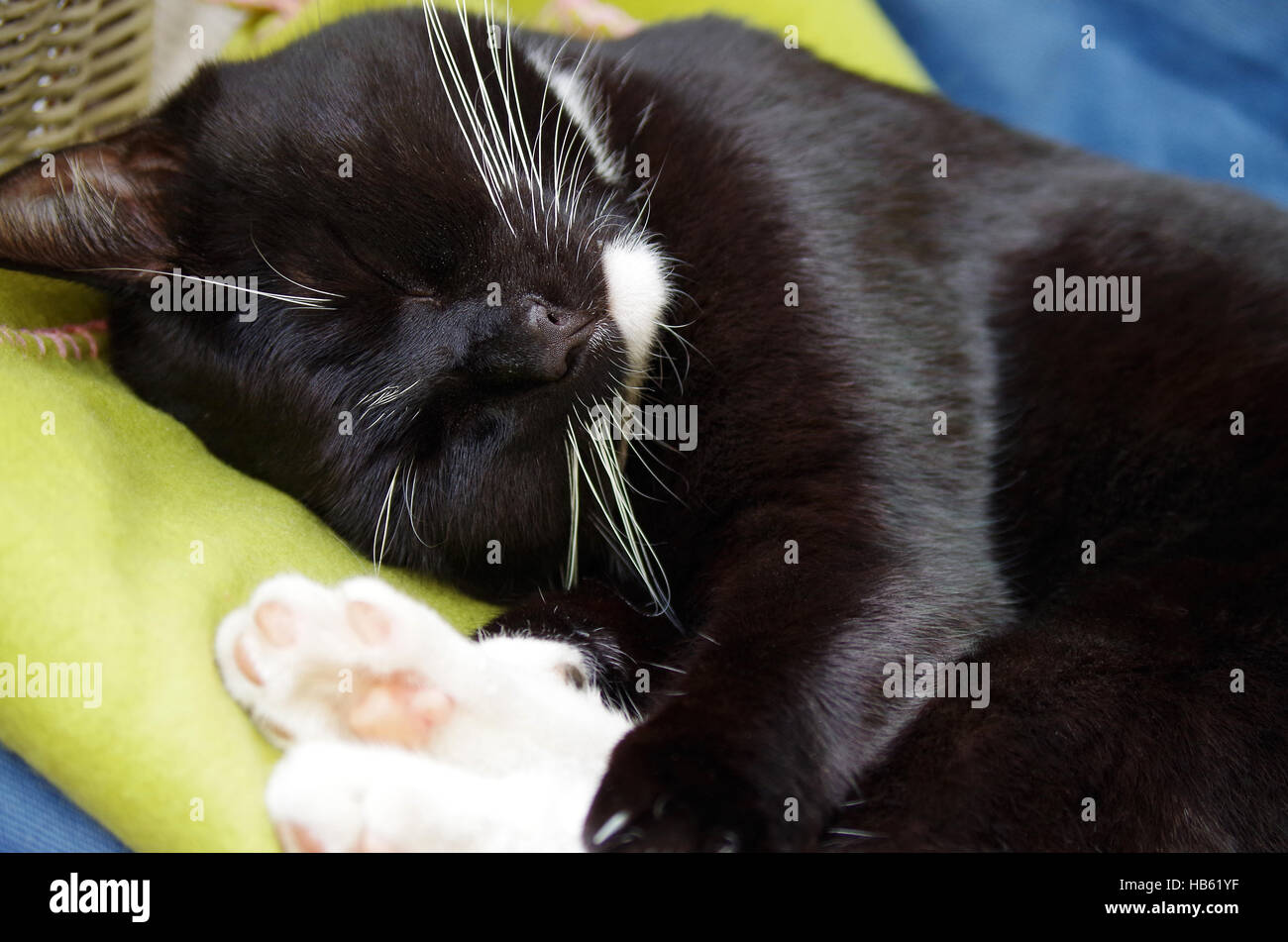 black cat Stock Photo