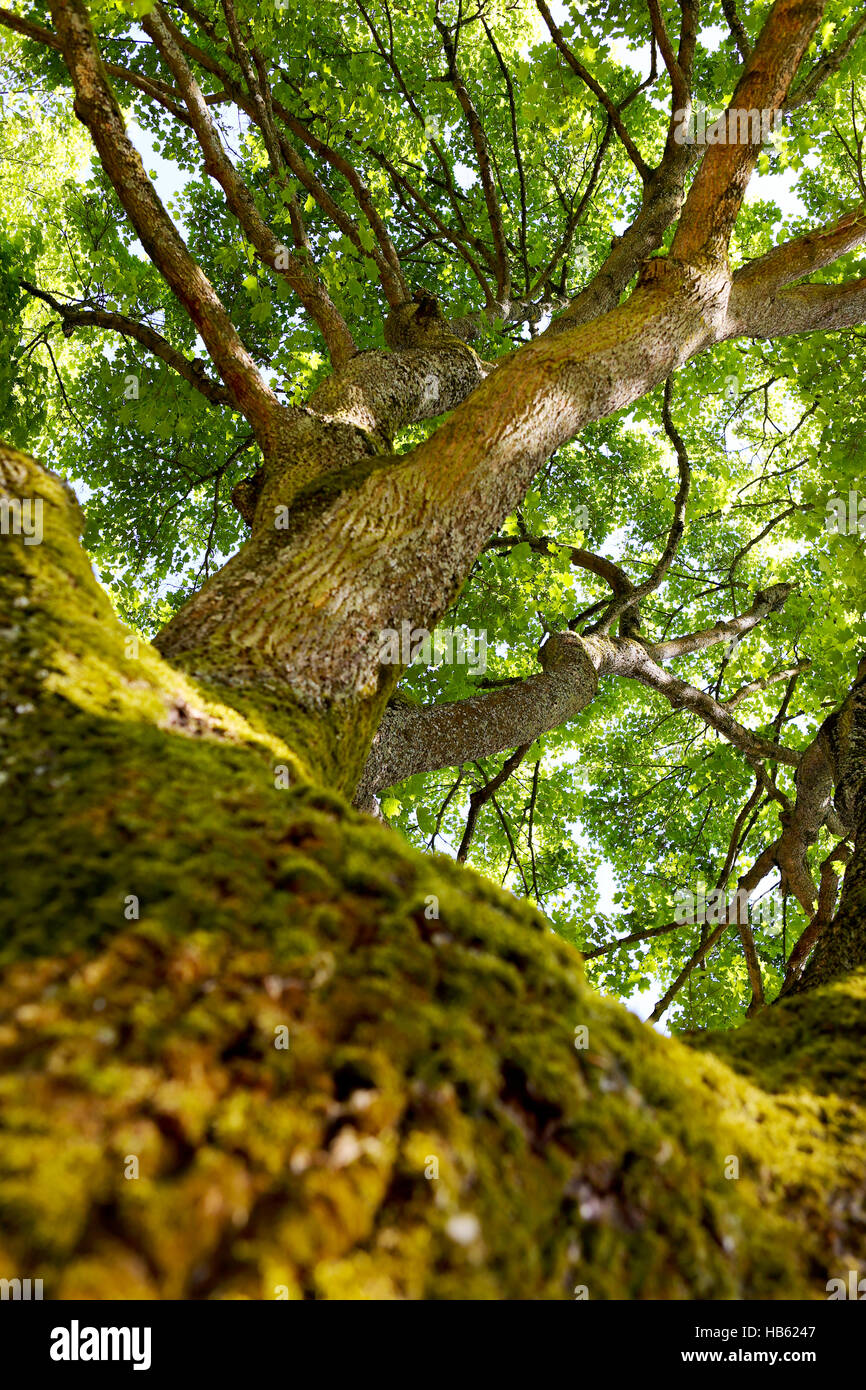 The trunk of old oak tree. Stock Photo