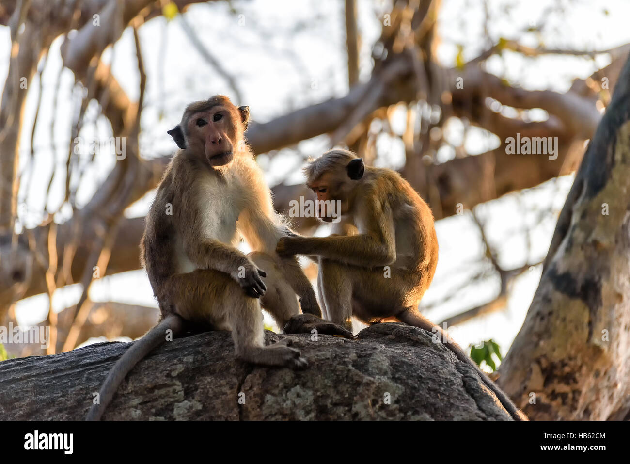 Protected monkeys hi-res stock photography and images - Alamy