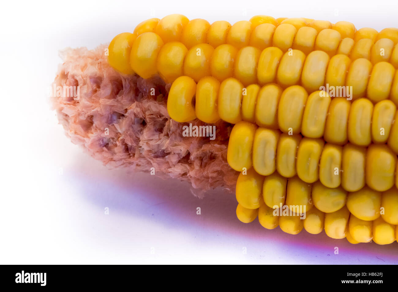 Corn cob Stock Photo