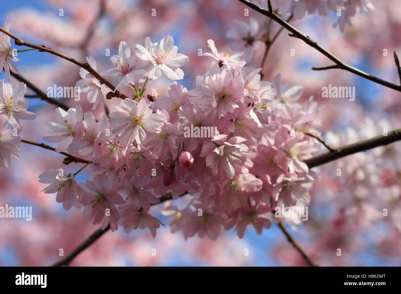 Spring blossom oriental cherry hi-res stock photography and images - Alamy