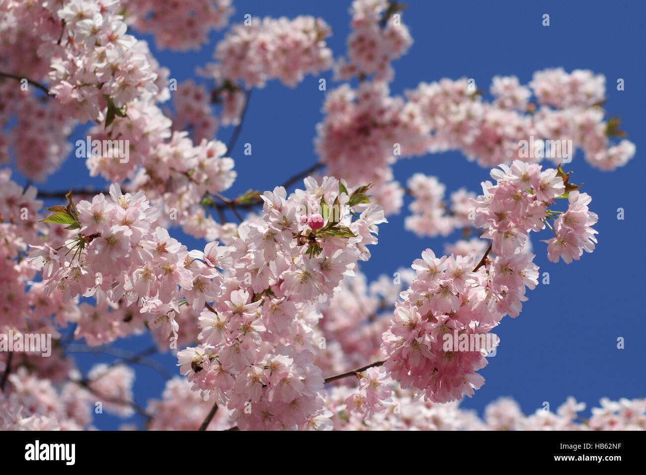 spring blooming tree, pink cherry blossom Stock Photo Alamy