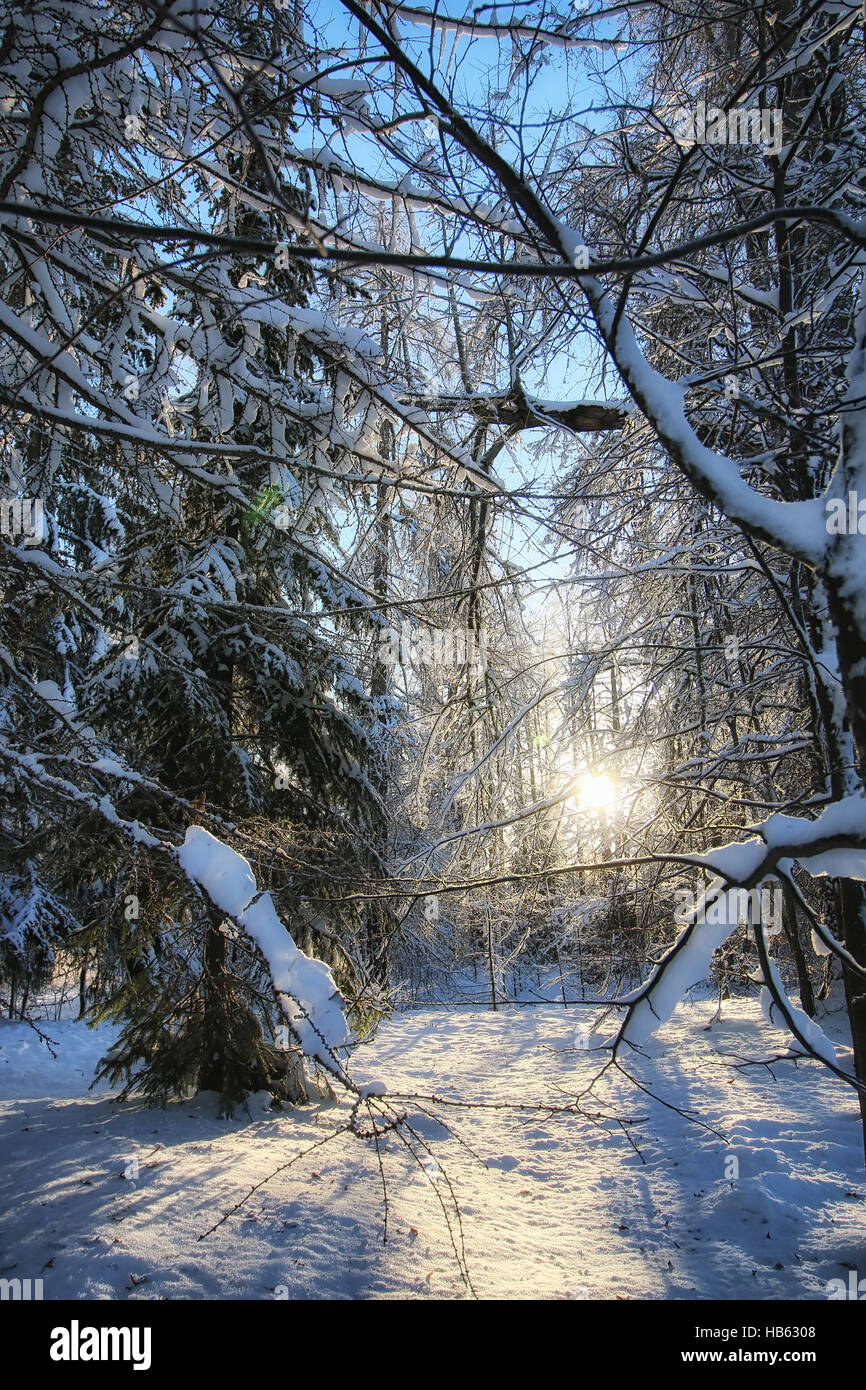 winter-forest-landscape-sunlight-snow-stock-photo-alamy