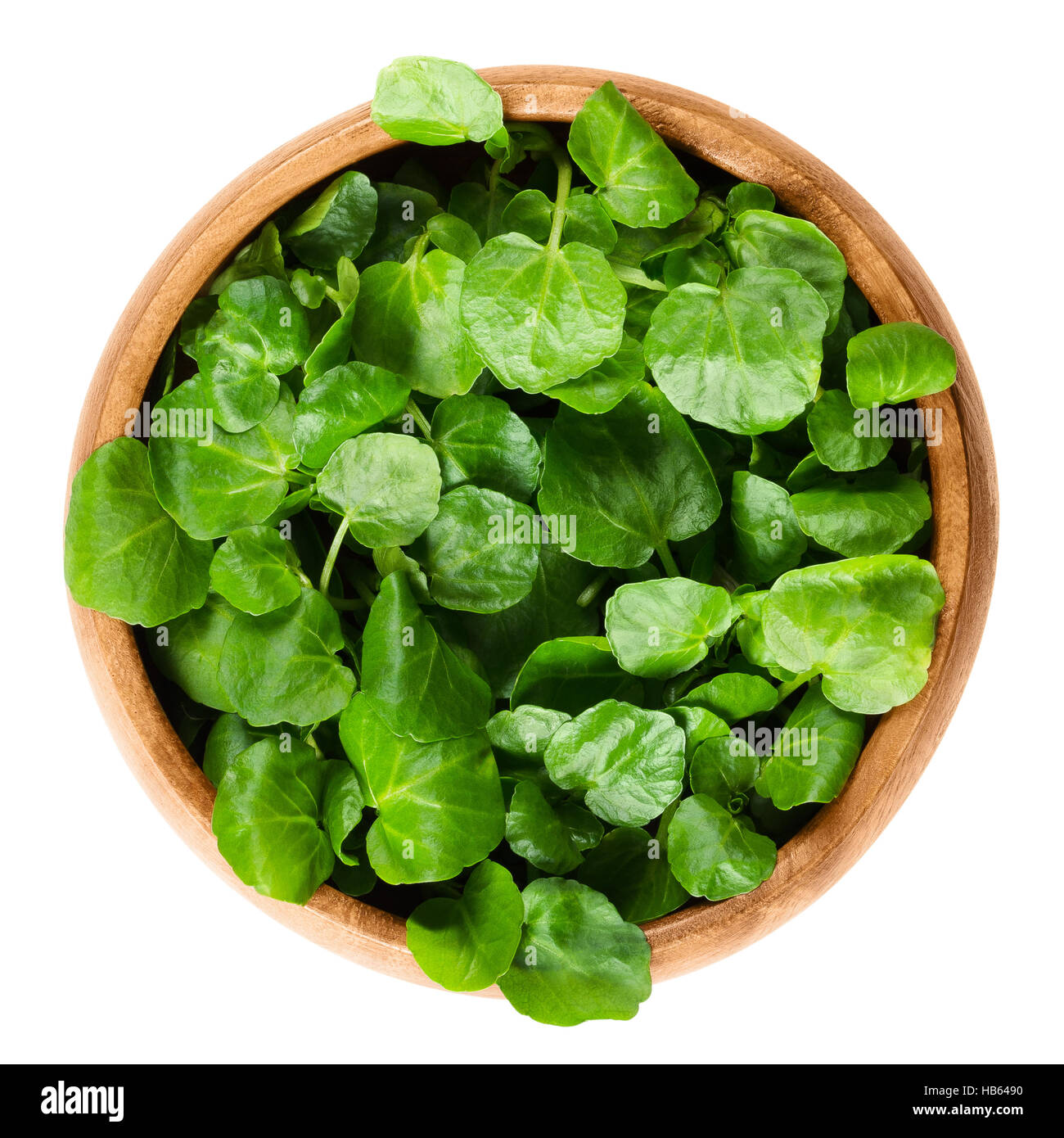 Watercress in wooden bowl. Nasturtium officinale, an edible green aquatic plant and leaf vegetable, used in salads or in soups. Stock Photo
