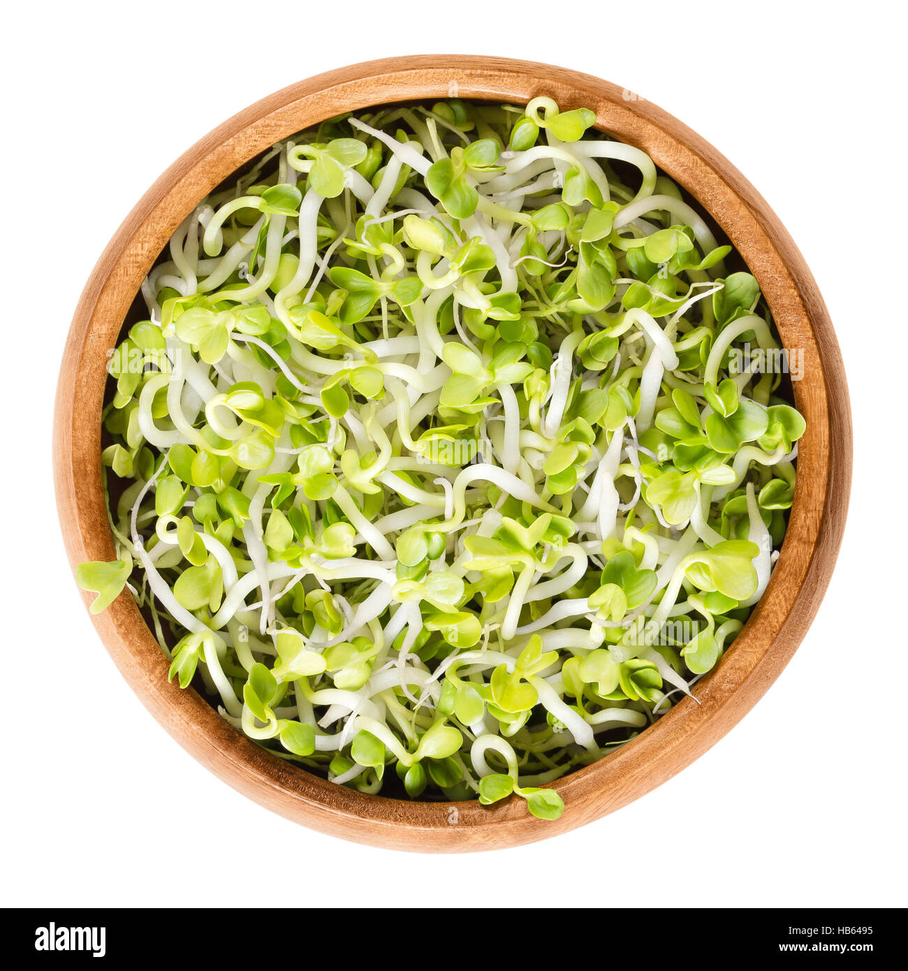Radish sprouts in wooden bowl. Fresh yellow green germinated seeds of the root vegetable Raphanus sativus. Stock Photo