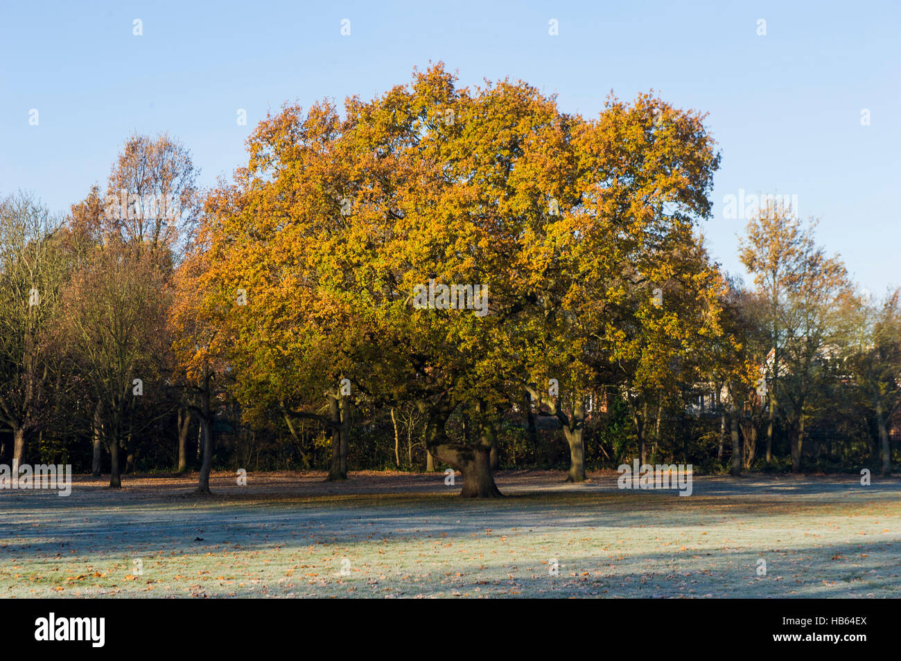 Gold leaves tree hi-res stock photography and images - Alamy