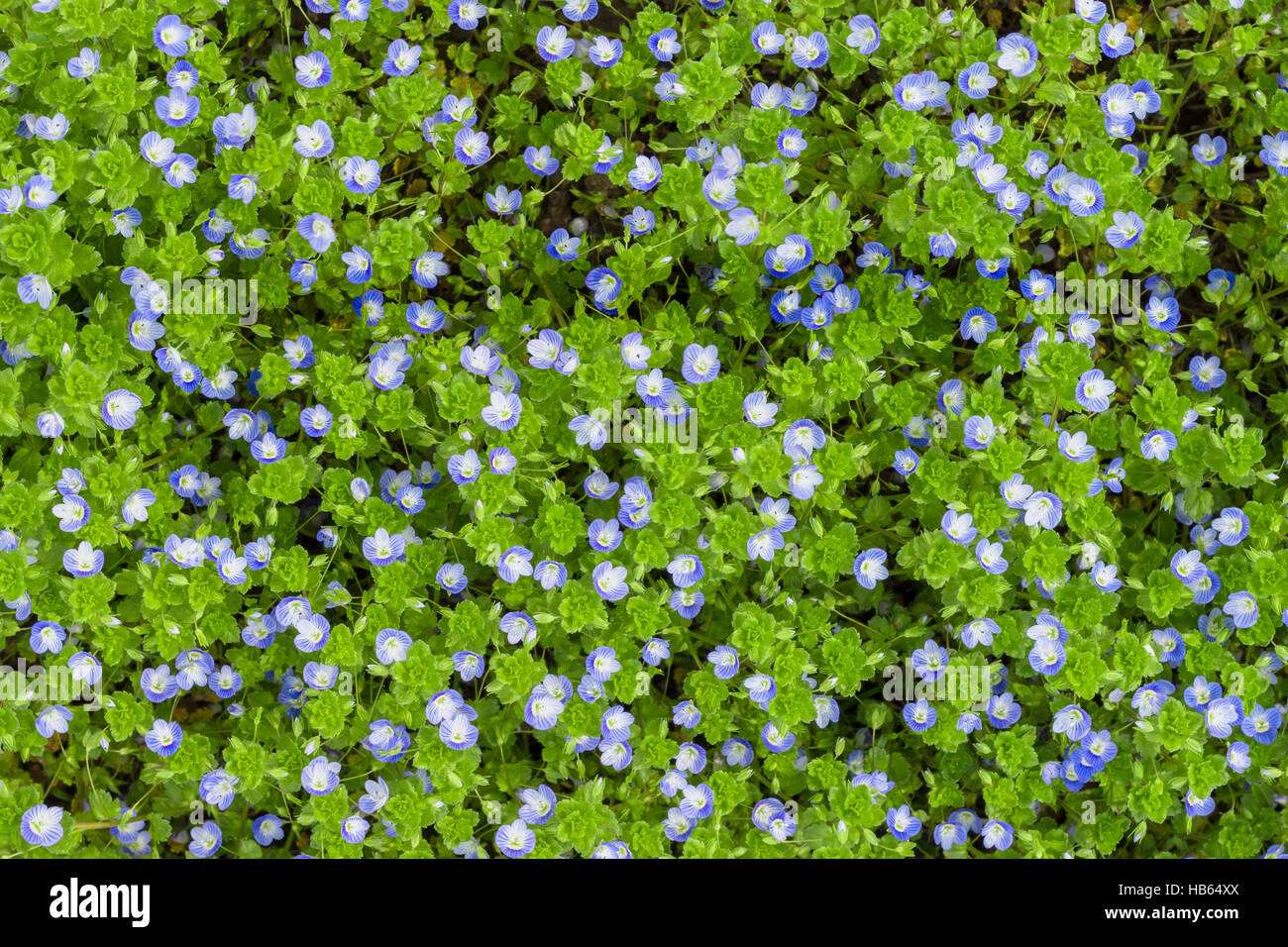 Blue flowers of Veronica Stock Photo Alamy