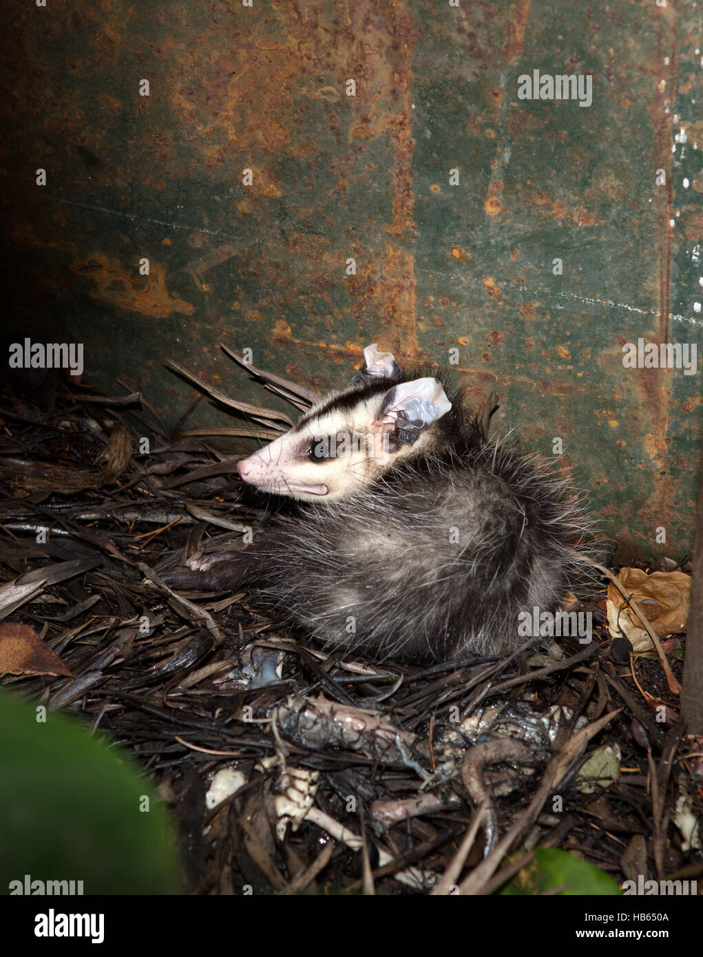 argentine opossum Stock Photo