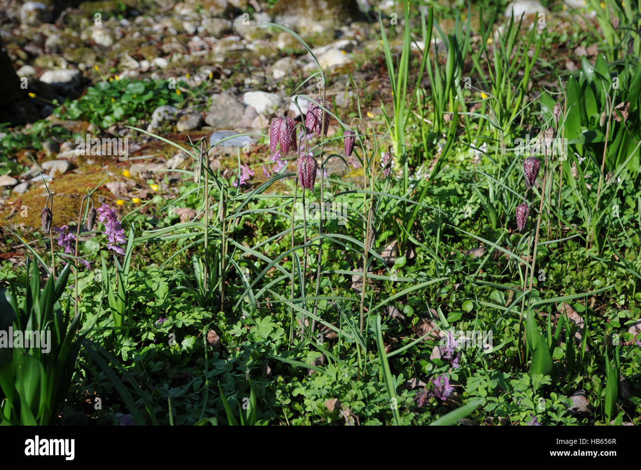 Fritillaria meleagris, Fritillary Stock Photo