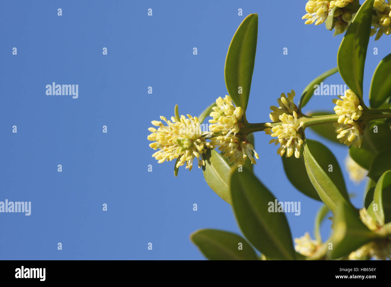 Buxus sempervirens, Box tree, flowering Stock Photo