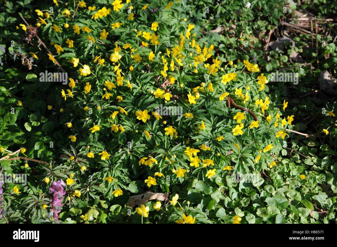 anemone-ranunculoides-yellow-wood-anemone-stock-photo-alamy