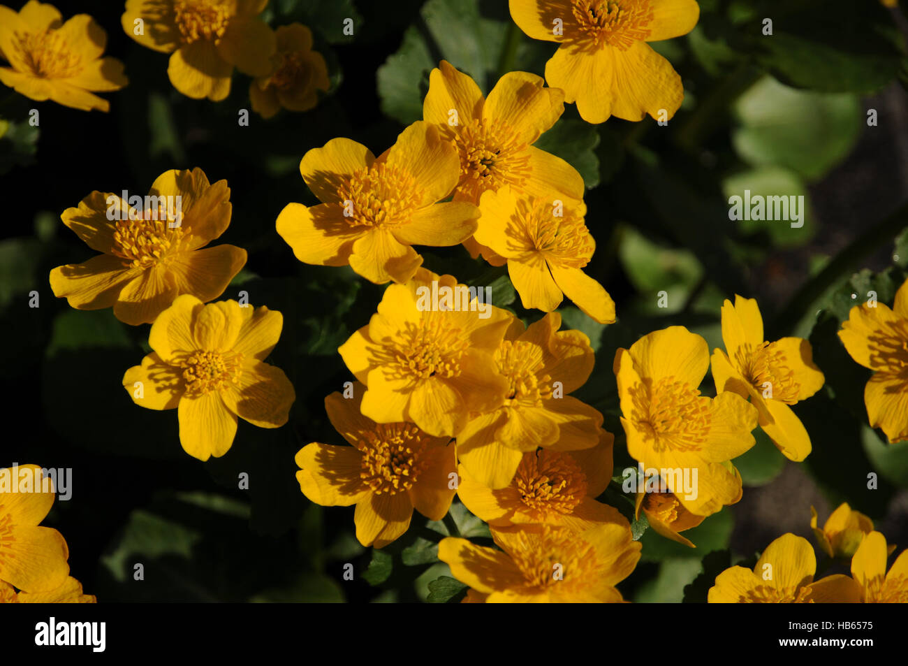 Caltha palustris, Marsh marigold Stock Photo
