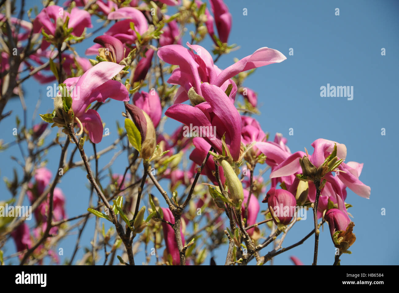 Magnolia liliiflora, Purple magnolia Stock Photo