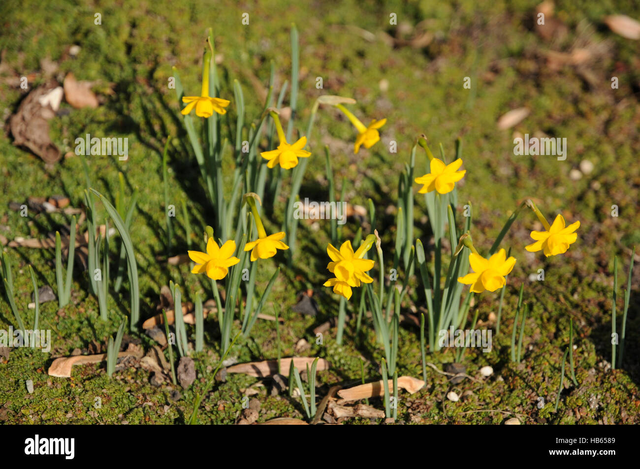 Narcissus calcicola, Dwarf daffodil Stock Photo