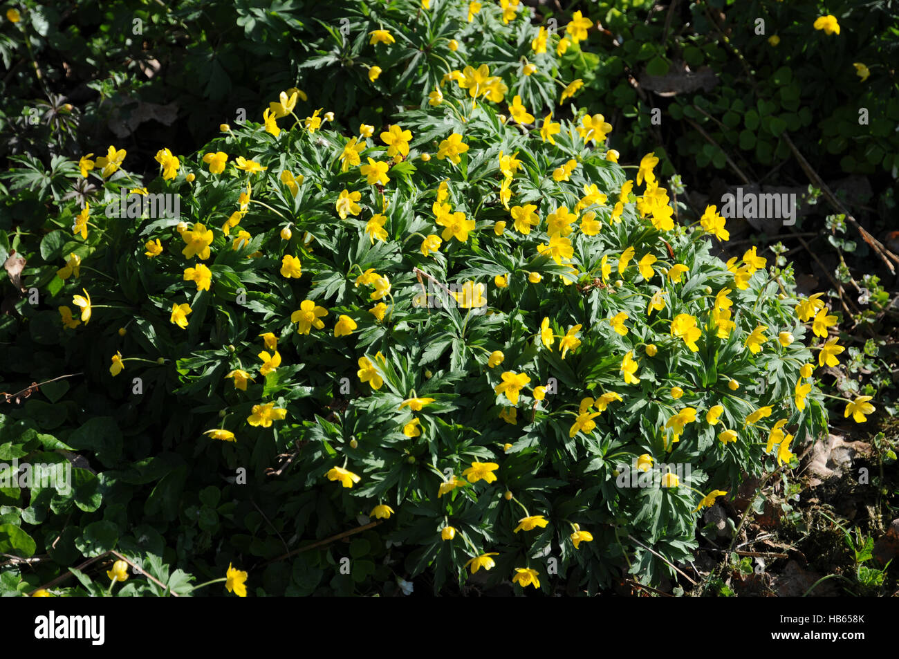 Anemone ranunculoides, Yellow wood anemone Stock Photo - Alamy