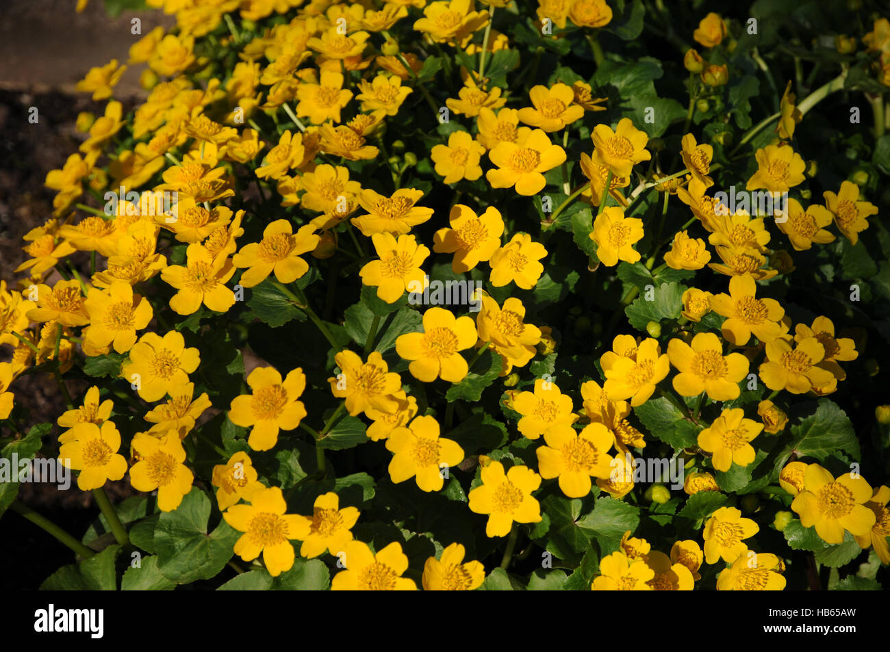 Caltha palustris, Marsh marigold Stock Photo