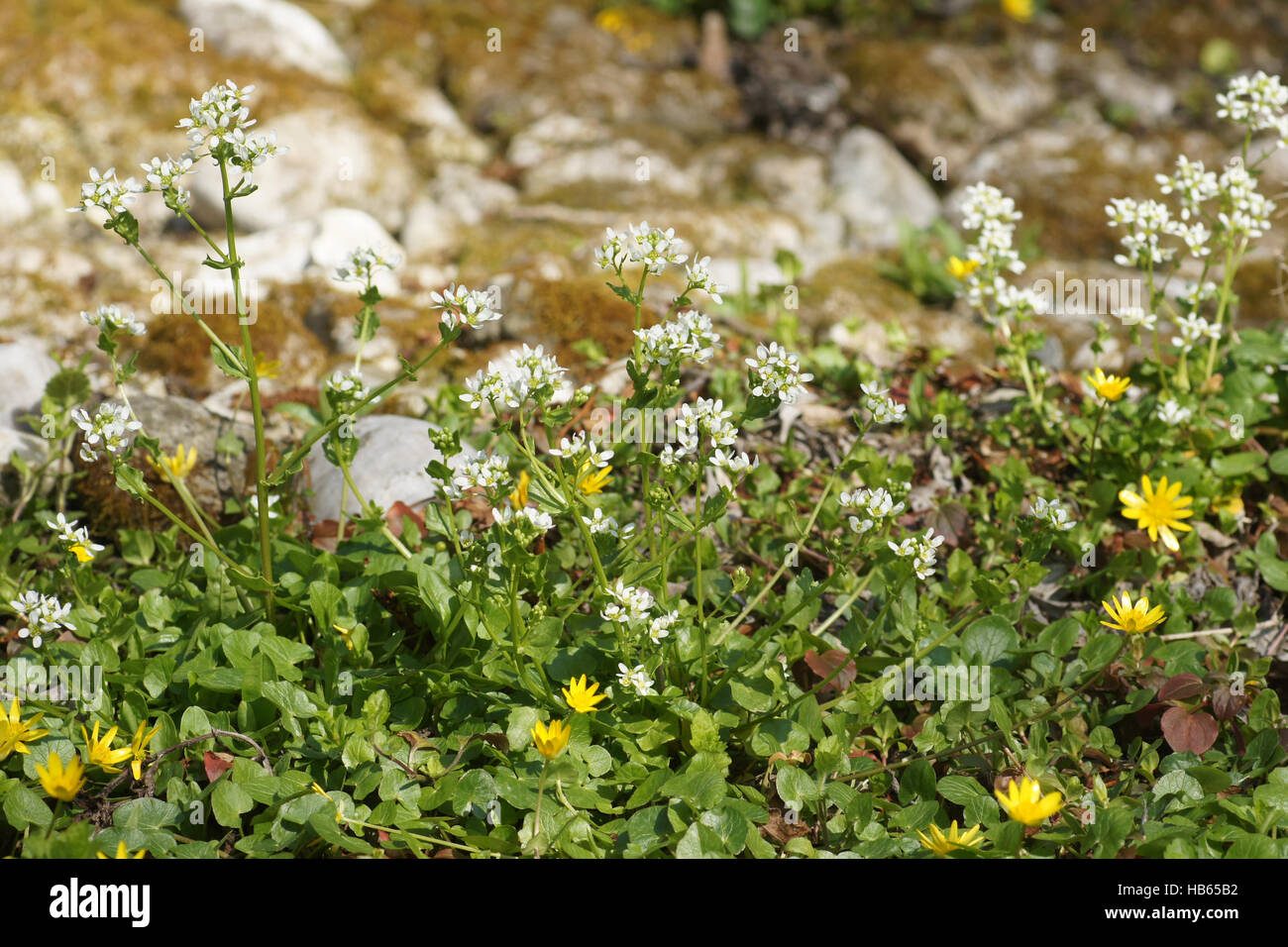 Cochlearia pyrenaica, Pyrenean scurvygrass Stock Photo