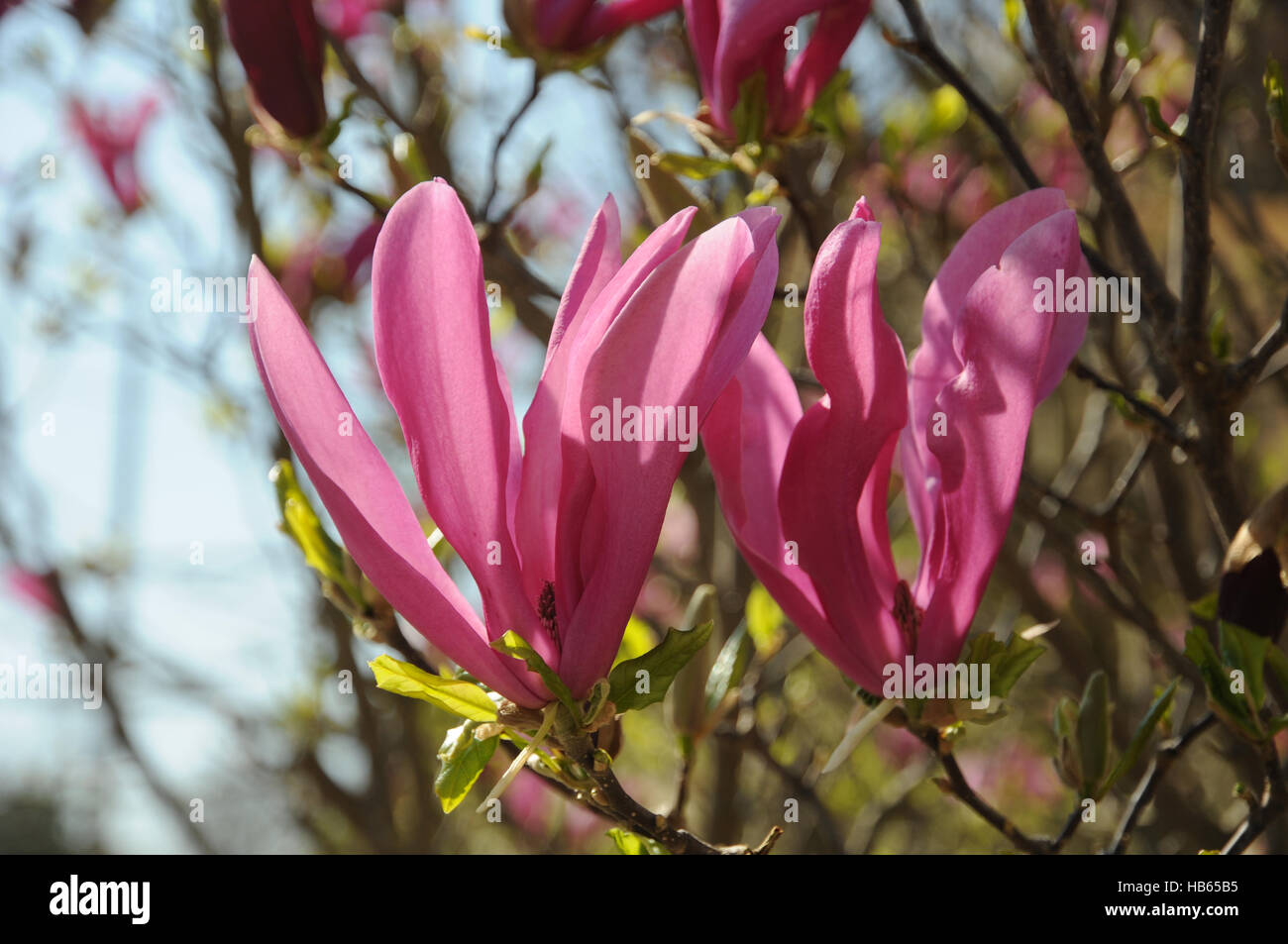 Magnolia liliiflora, Purple magnolia Stock Photo