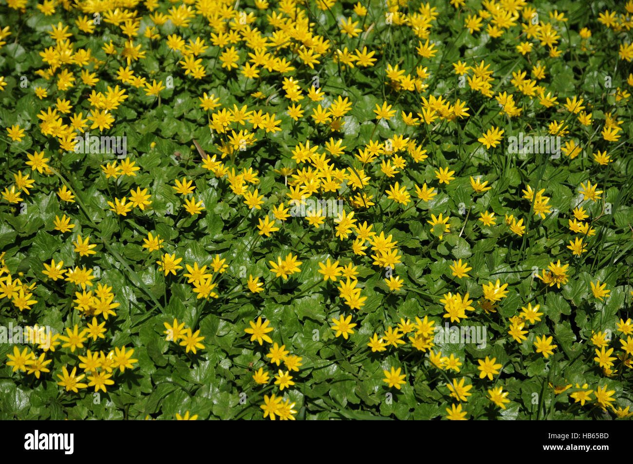 Ranunculus ficaria, Lesser celandine Stock Photo