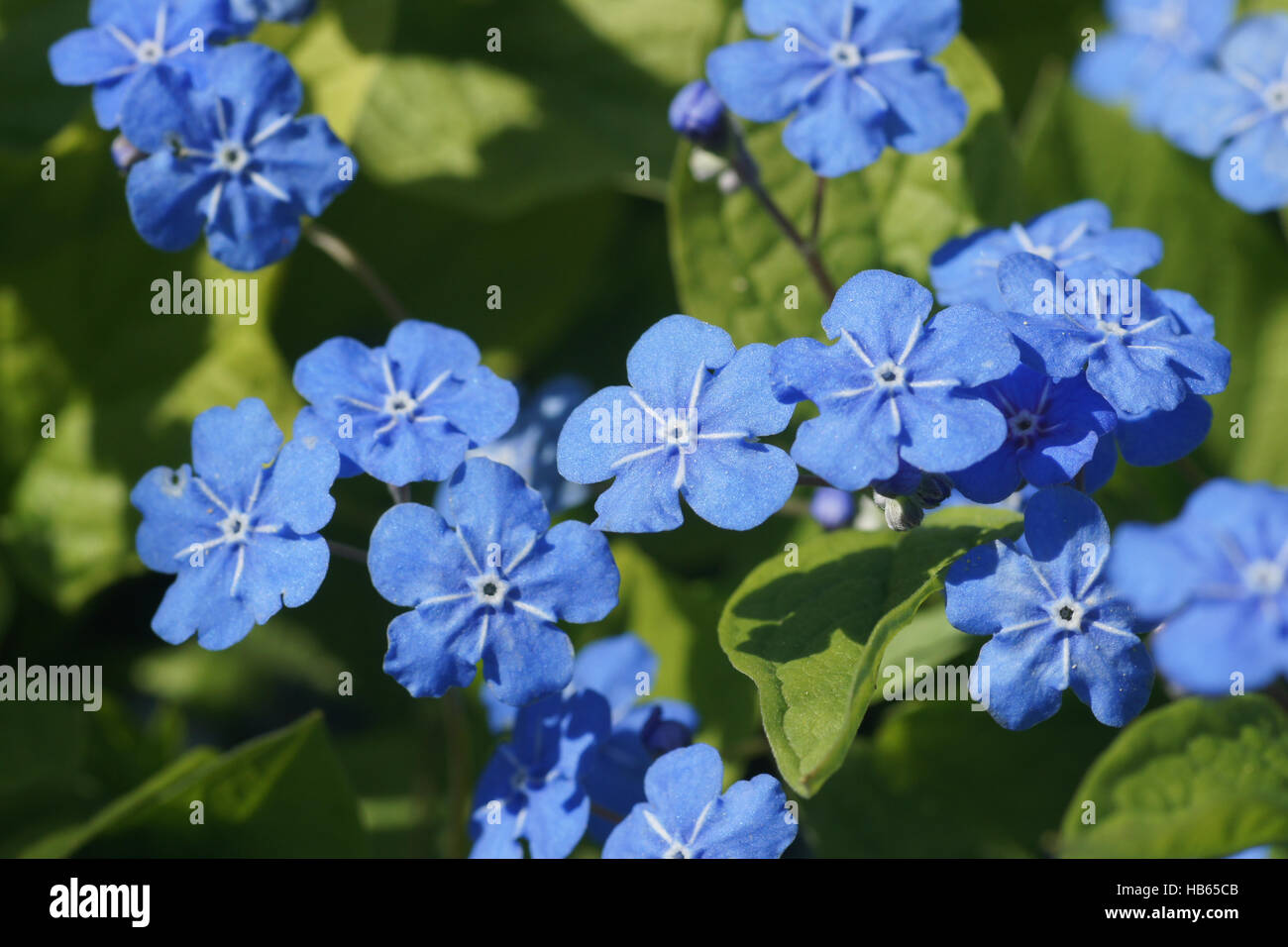 Omphalodes verna, Creeping navelwort Stock Photo