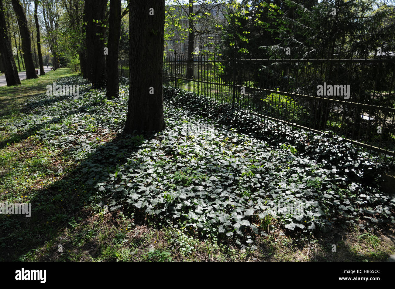 Hedera helix, Ivy, Groundcover Stock Photo