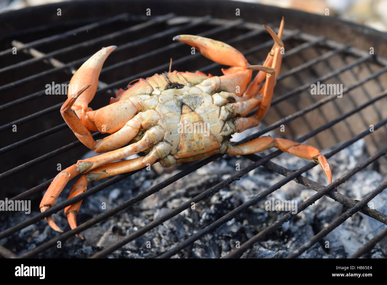 Live crab turned backwards Stock Photo Alamy