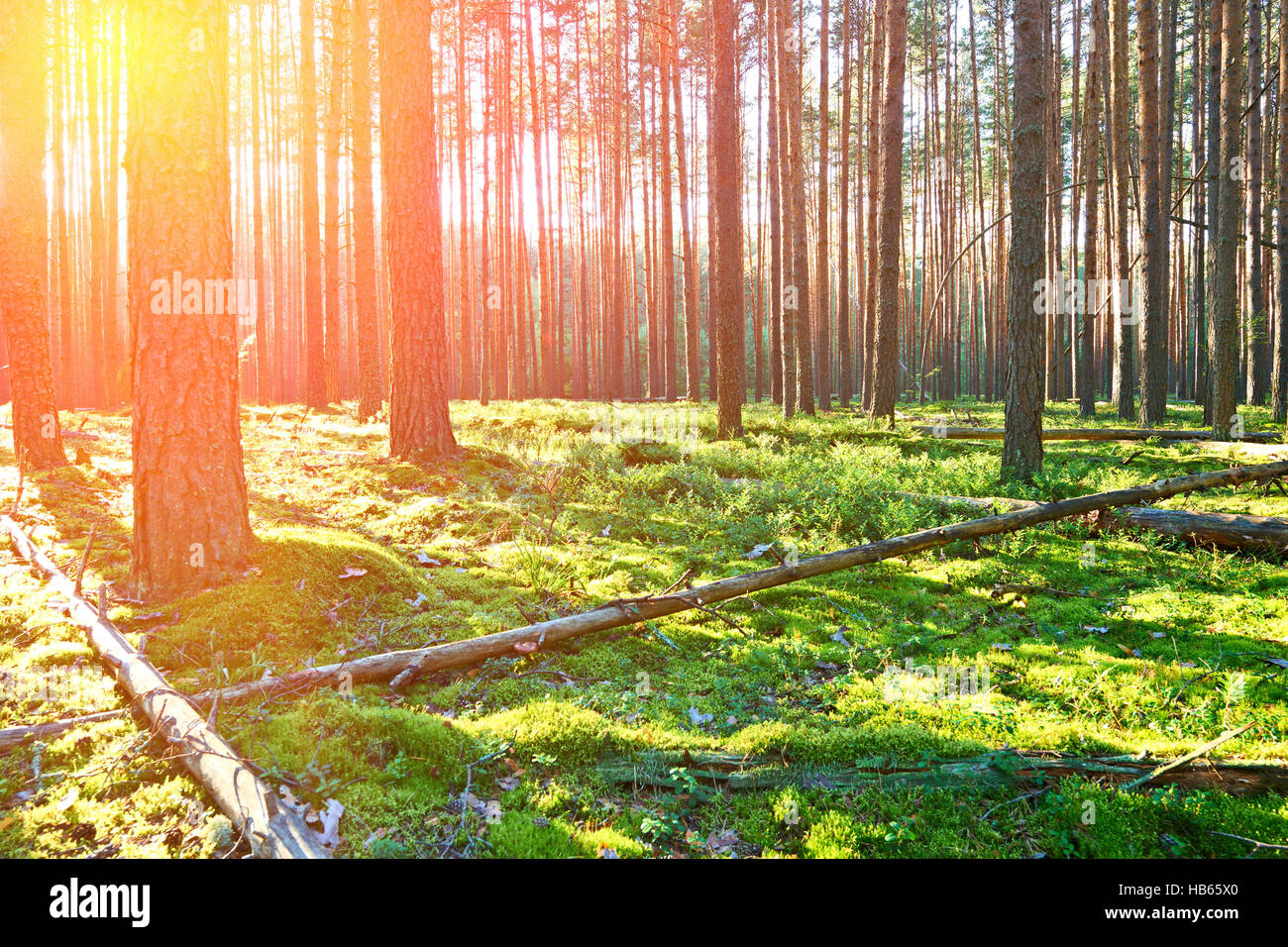 Sunrise in pine forest Stock Photo - Alamy