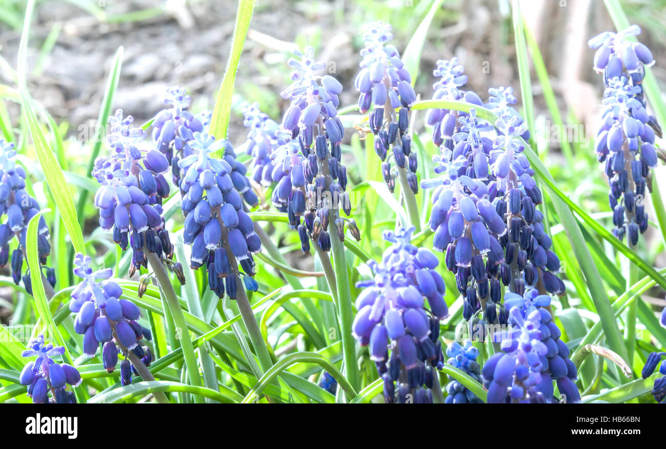 Blue flowers of Hyacinth Stock Photo - Alamy