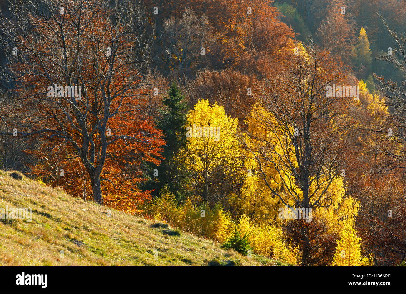 Golden autumn in mountain Stock Photo - Alamy